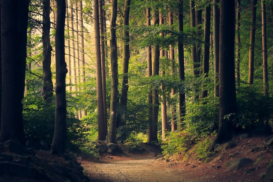 Peaceful Path to Tranquility